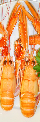 Scottish Langoustine